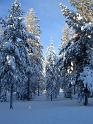 027 Talviaurinko